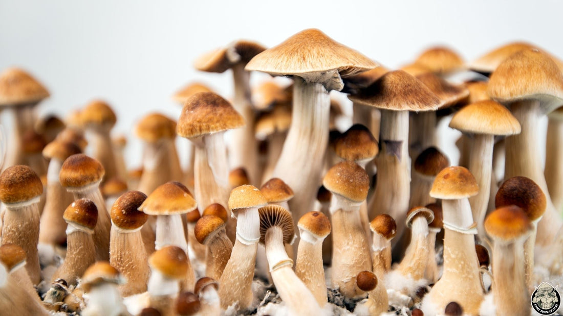 Magic Mushroom Laws in the UK (2025): What’s Legal, What’s Not, and Why It Matters