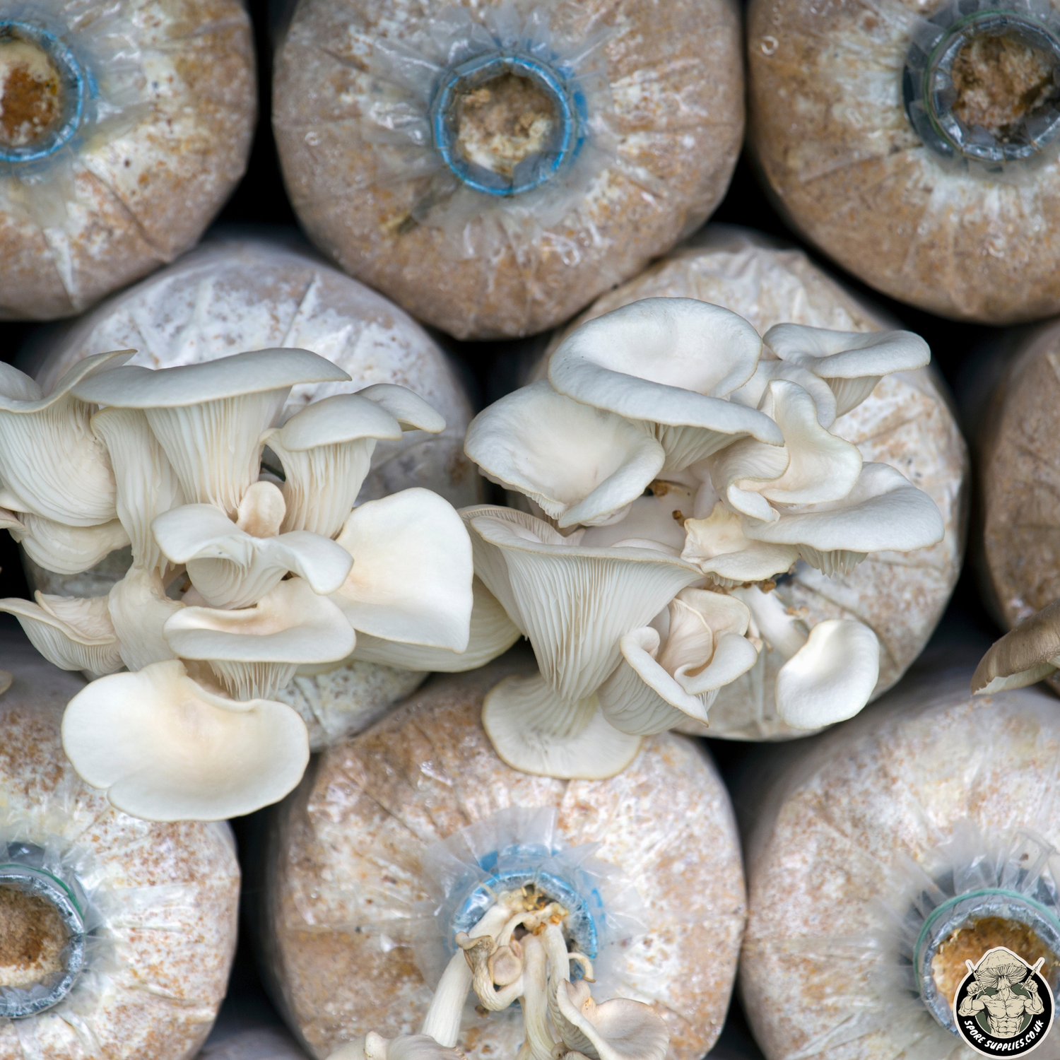a wall of mushroom fruiting bags with two clusters of blue oyster mushrooms growing from them