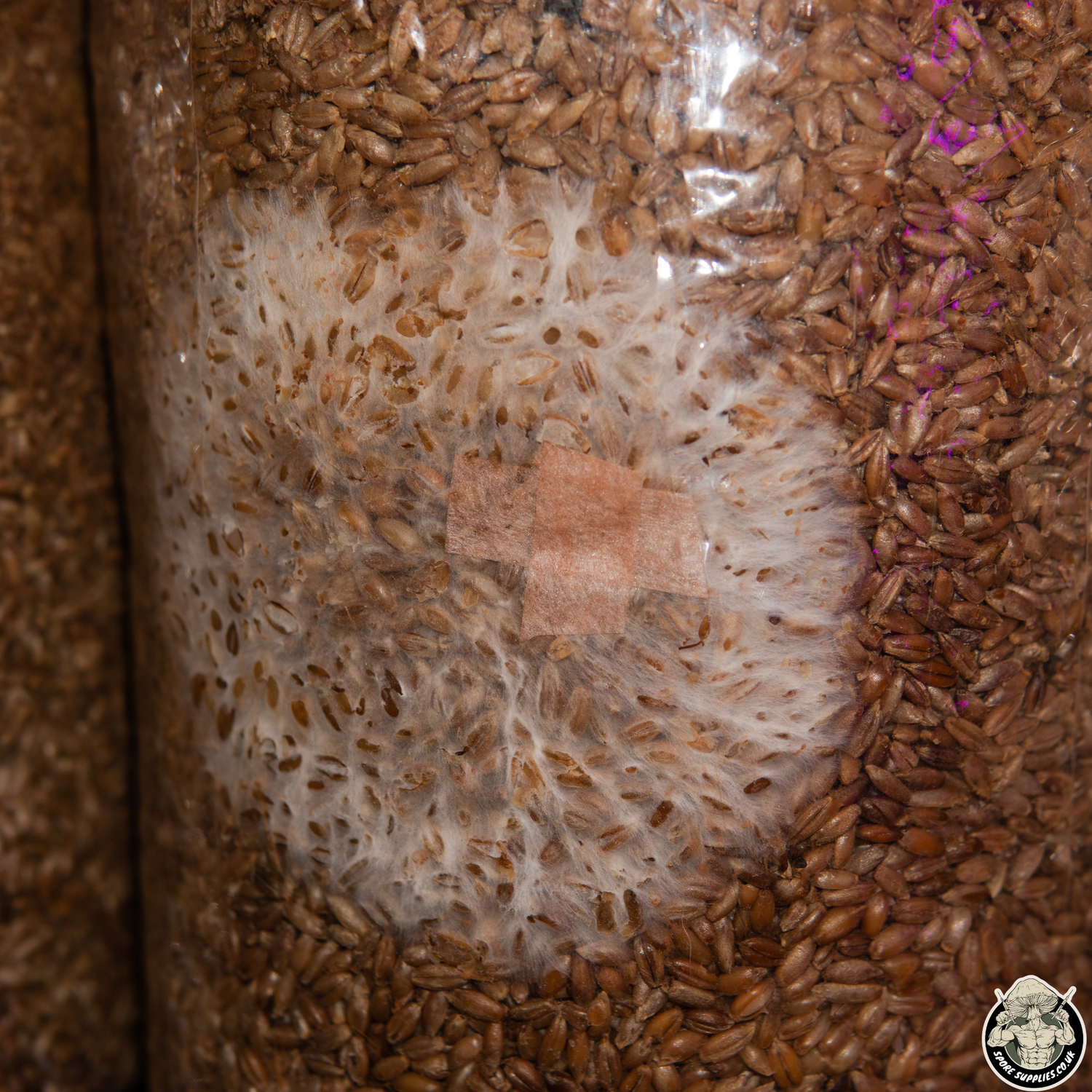mycelium colonising a sterile grain bag after being inoculated with liquid culture
