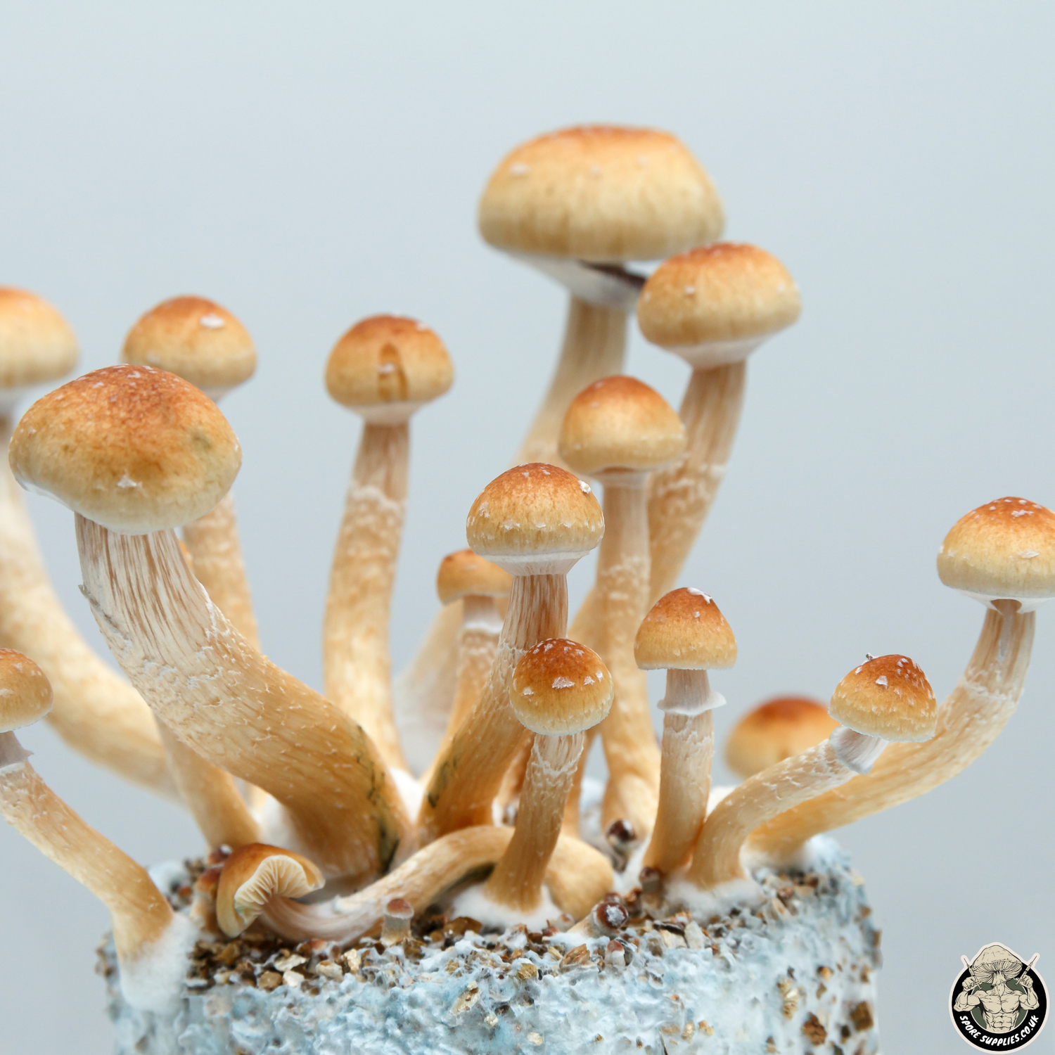 an image of psilocybin mushrooms growing from a mushroom grow kit