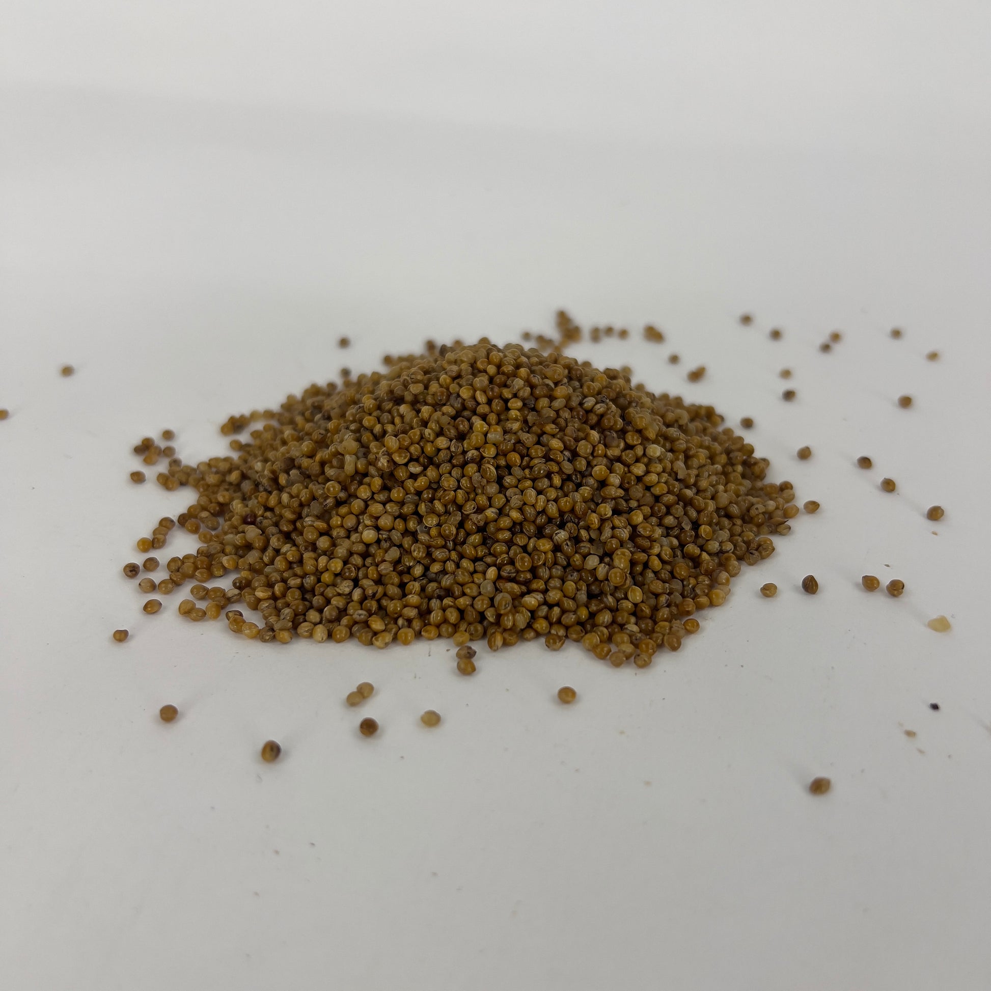 a pile of sterile millet grain for mushroom cultivation