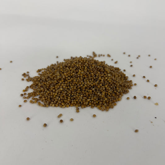 a pile of sterile millet grain for mushroom cultivation