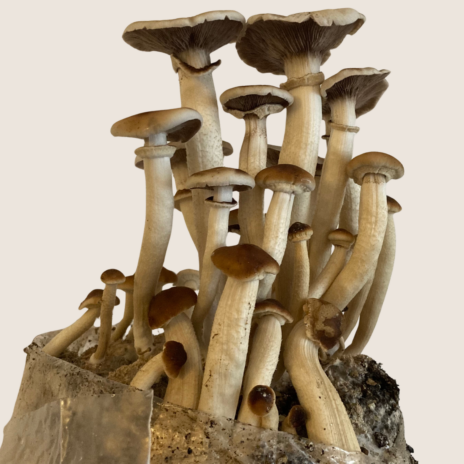 pioppino mushrooms fruiting from an all in one mushroom grow kit