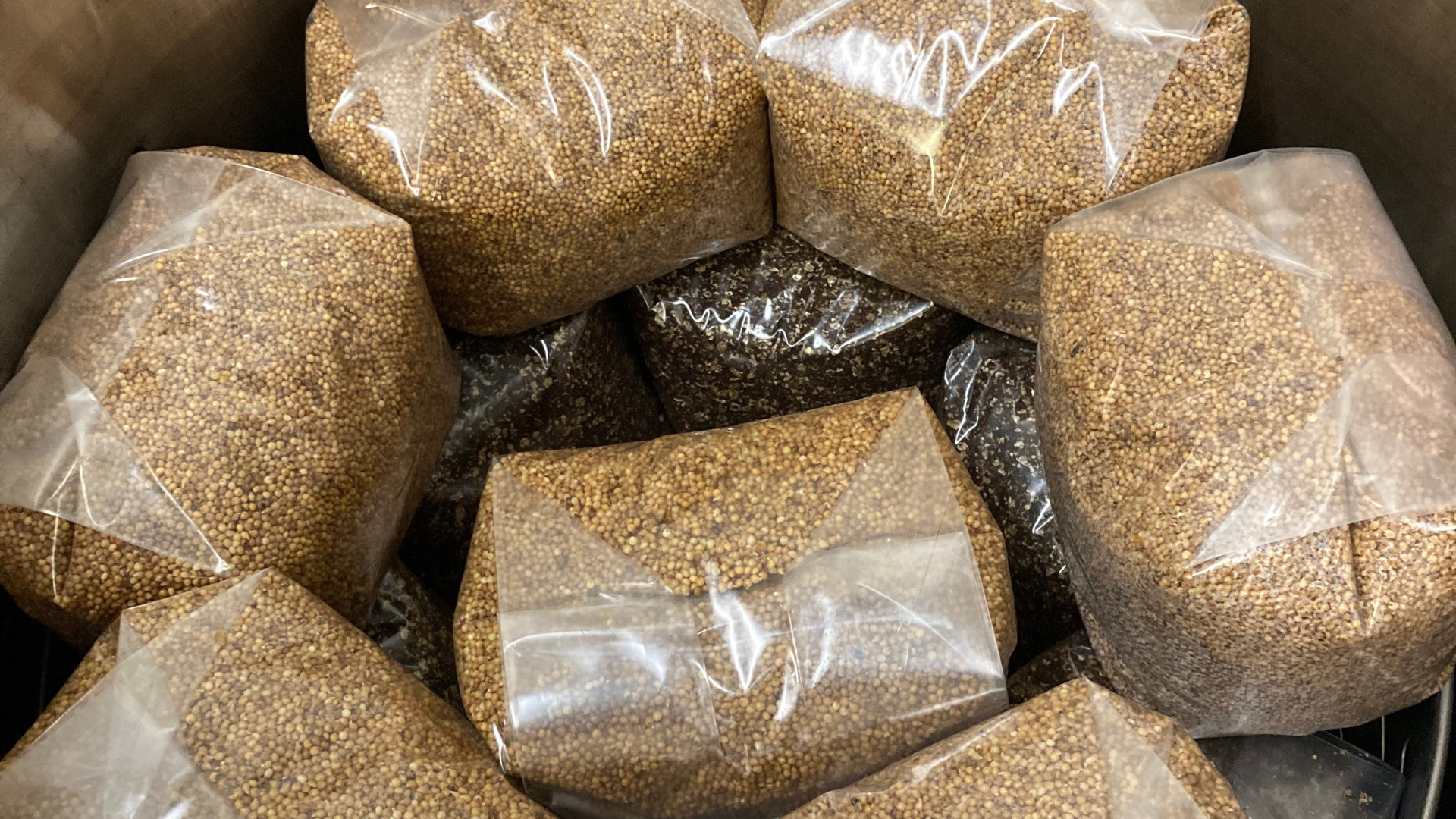 sterilised mushroom spawn grain bags in autoclave