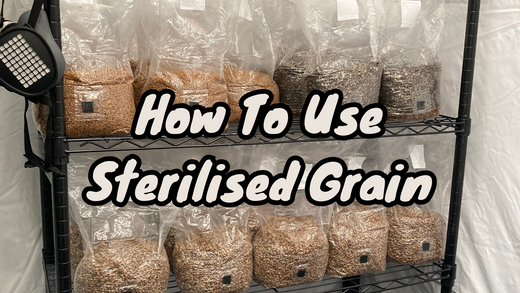 How to use sterile grain for mushroom growing