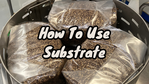 How To Use Substrate: The Grain To Substrate Transfer