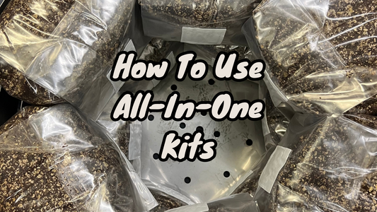 How To Use Your Mushroom Growing Kit: The All-In-One Grow Bag Guide