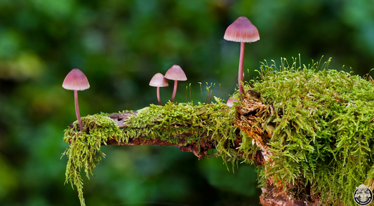 Why Should You Cultivate UK Native Mushrooms?