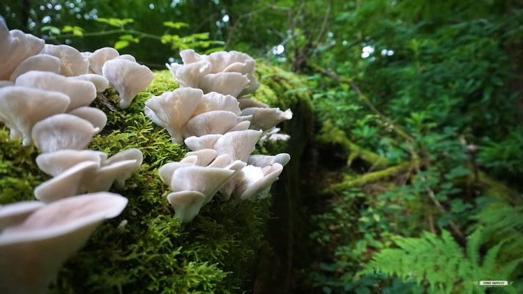 Mushroom Genetics