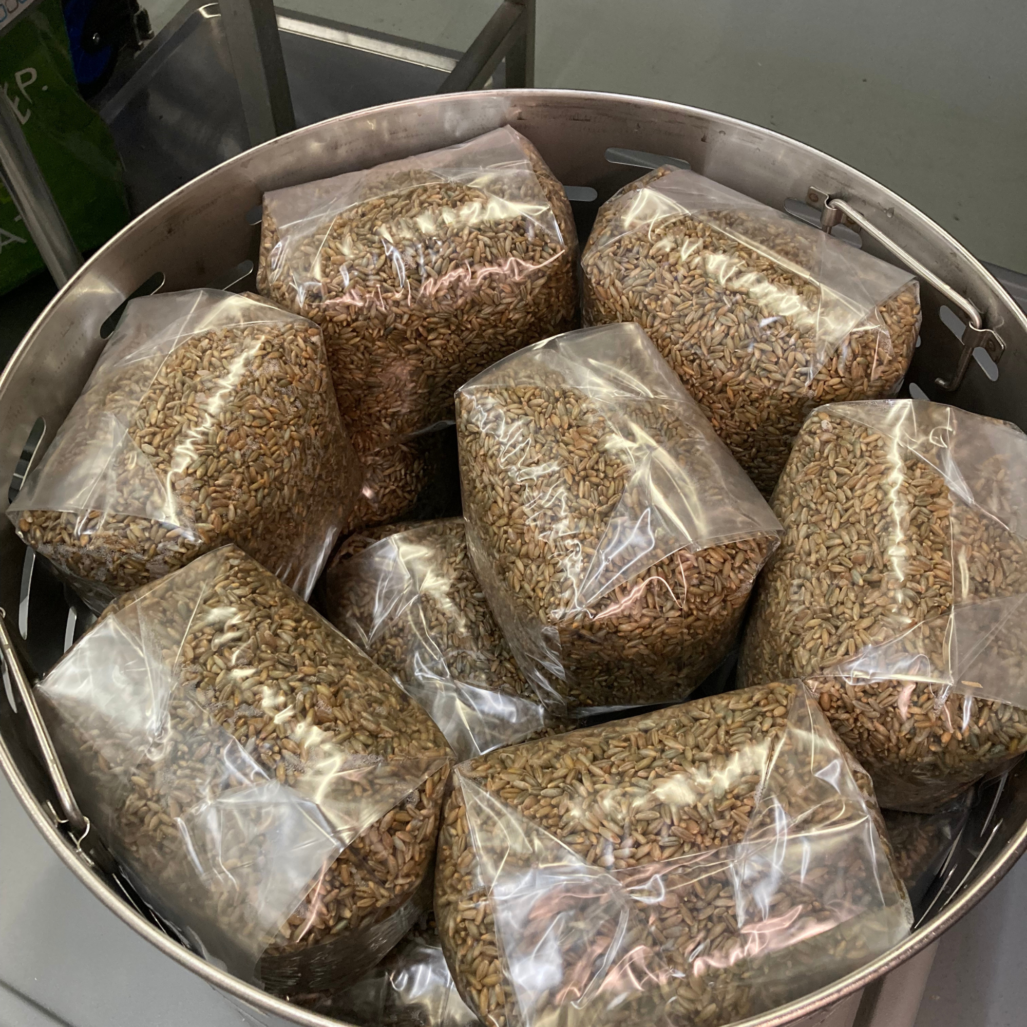 10 x 1.5kg sterile rye grain in 10T Unicorn mushroom bags with injection ports