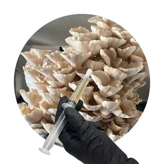 Branched Oyster (Pleurotus cornocopiae) – 10ml UK Native Liquid Culture