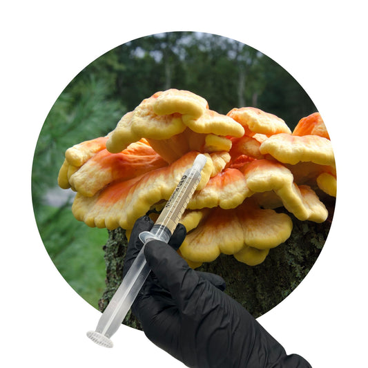 Chicken Of The Woods (Laetiporus sulphureus) – 10ml UK Native Liquid Culture