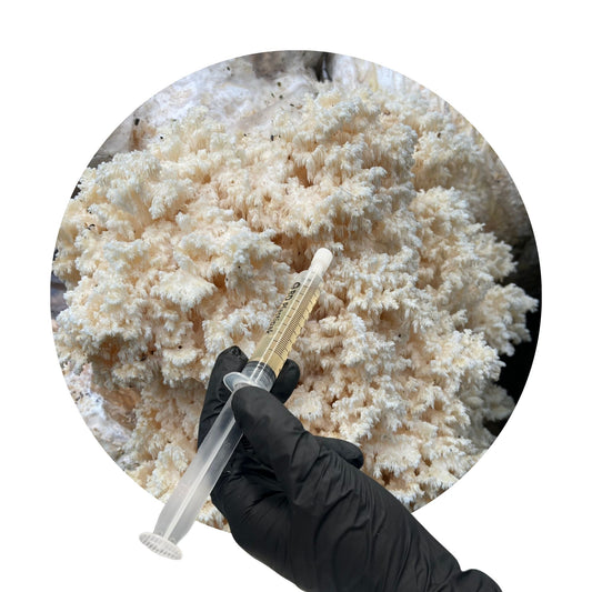 Coral Tooth (Hericium coralloides) – 10ml UK Native Liquid Culture