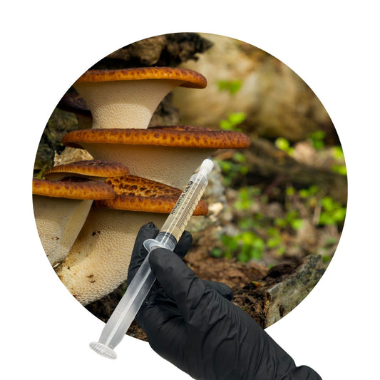 Dryad's Saddle (Cerioporus squamosus) - 10ml UK Native Liquid Culture
