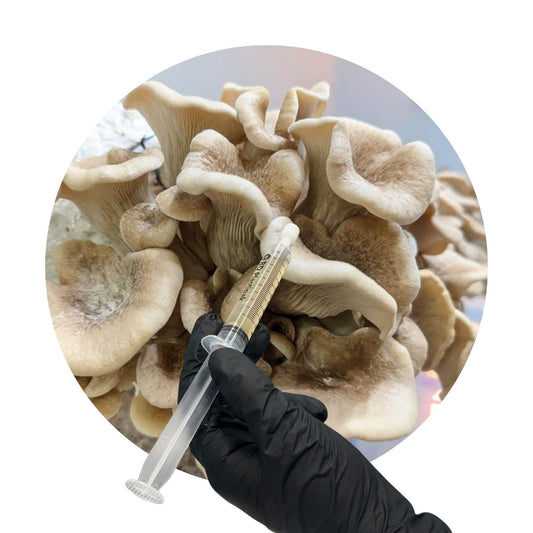 Tarragon Oyster (Pleurotus eunosmus) – 10ml UK Native Liquid Culture