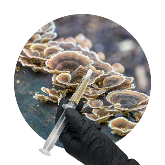 Turkey Tail (Trametes versicolor) – 10ml UK Native Liquid Culture