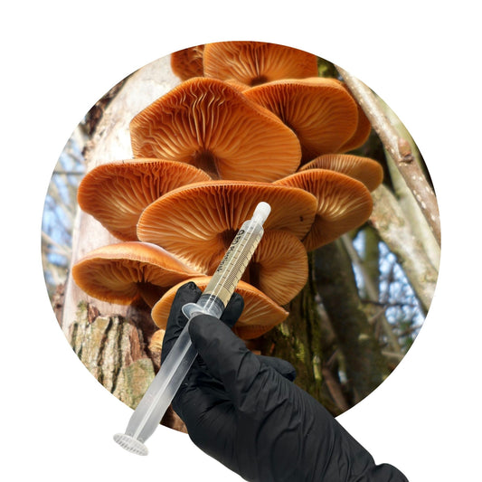 Enoki/Velvet Shank (Flammulina sp.) – 10ml UK Native Liquid Culture