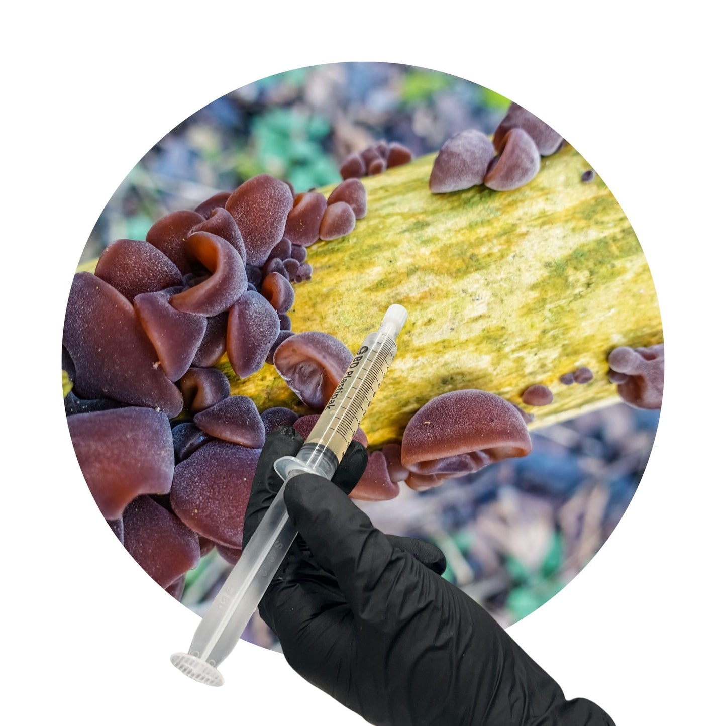 Wood Ear (Auricularia auricula-judae) - 10ml UK Native Liquid Culture
