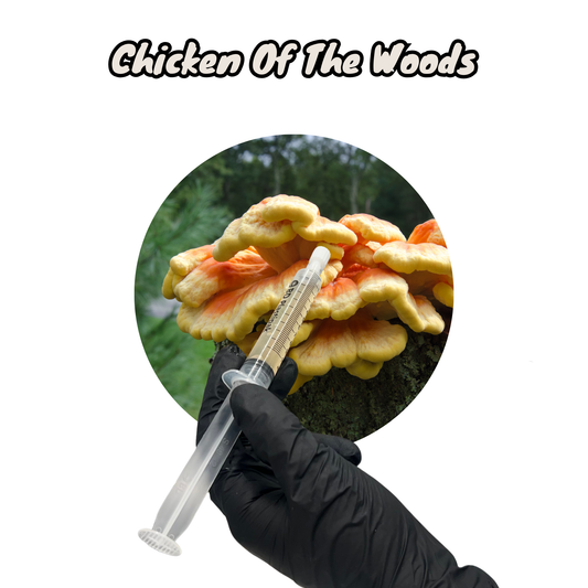 Chicken of the woods UK native mushroom liquid culture in a 10ml syringe