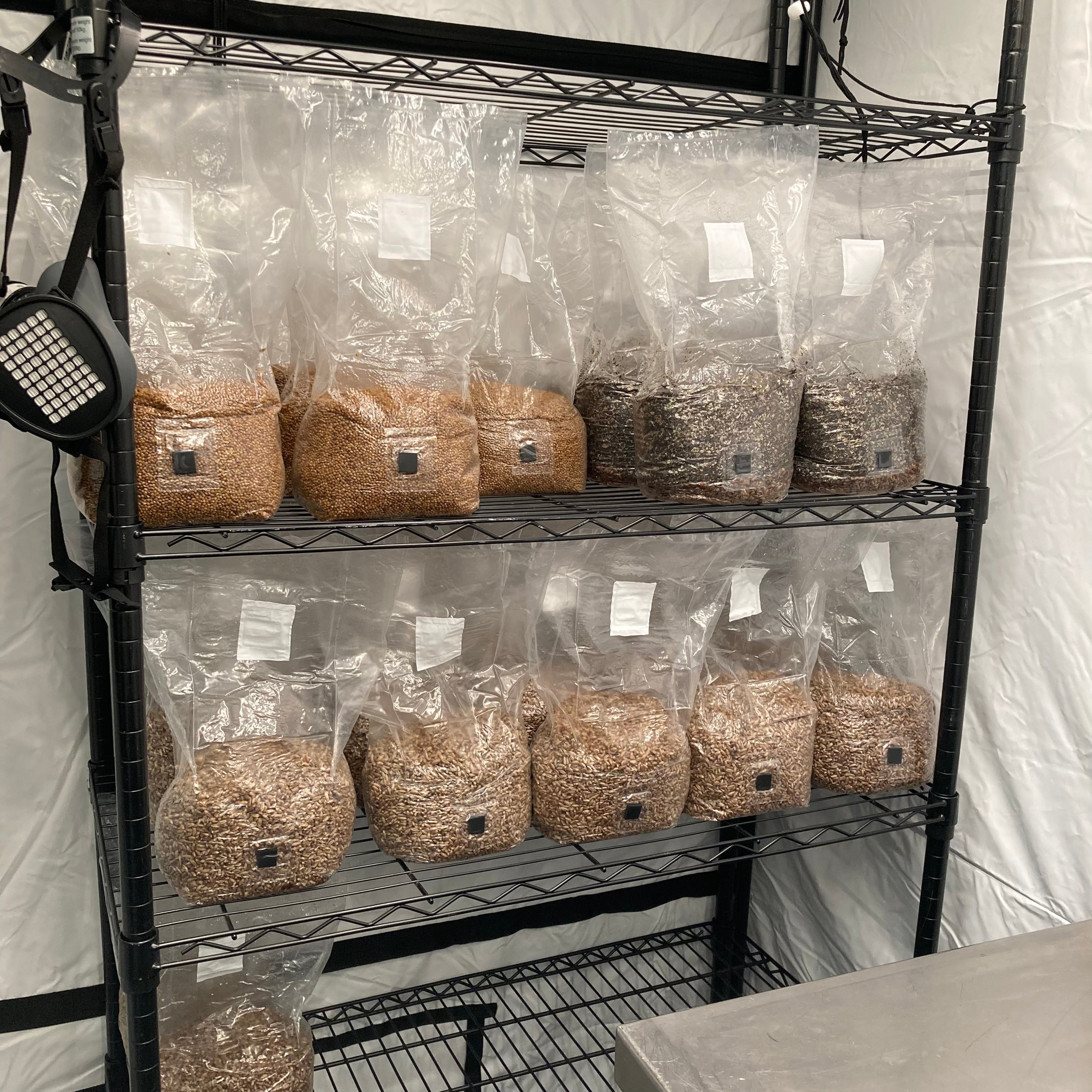 shelf full with sterile grain bags for mushroom growing