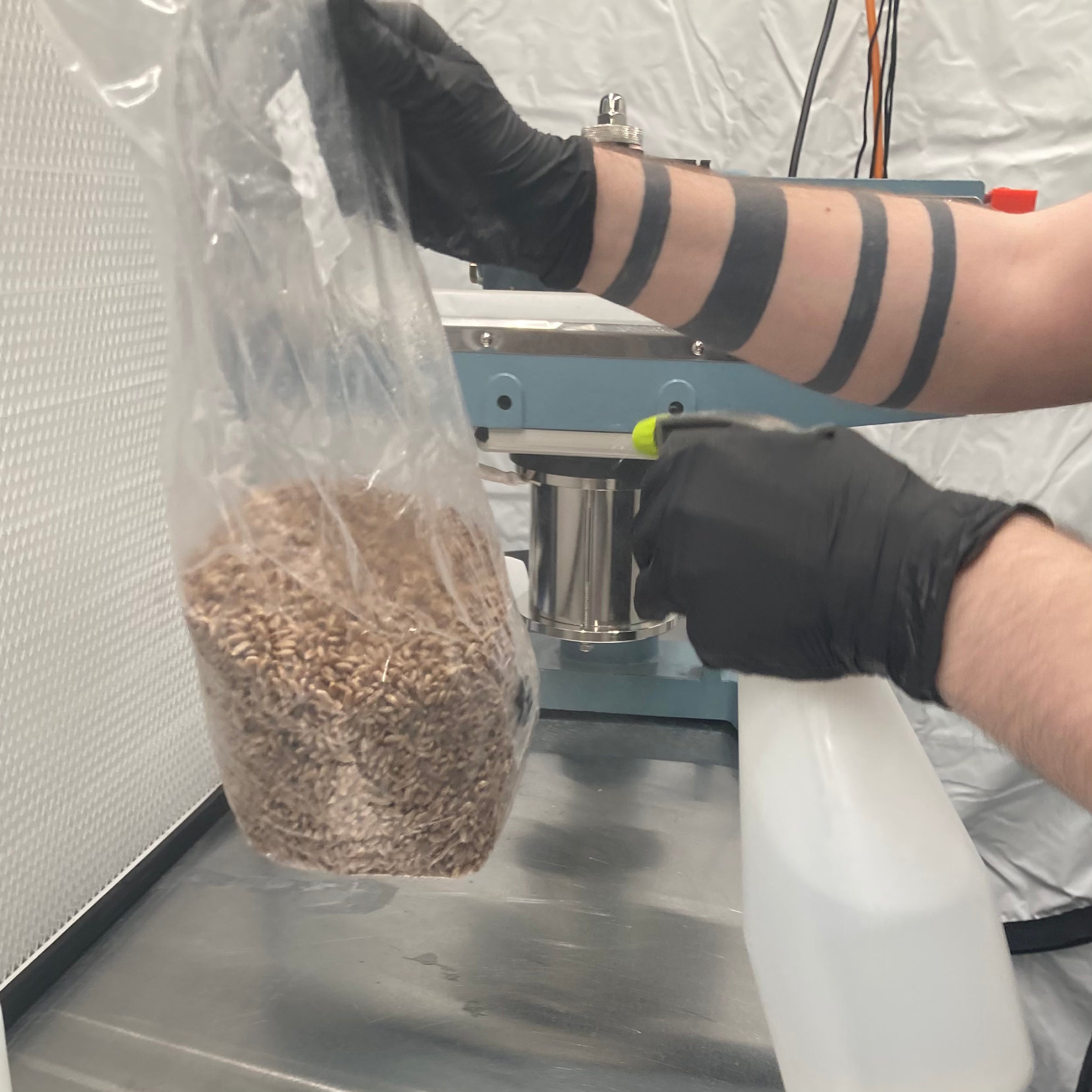 spraying sterile grain bag with isopropyl alcohol 