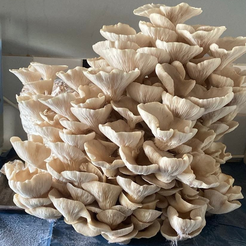 image of branched oyster mushrooms growing on fruiting block