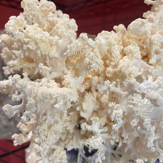 image of coral tooth mushroom growing on a mushroom fruiting block