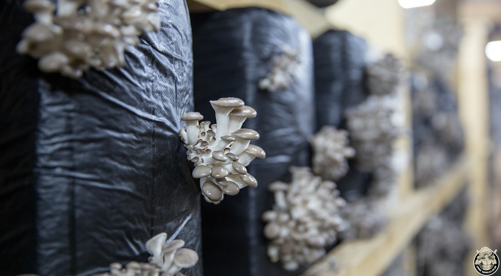 image of a indoor oyster mushroom farm fruiting room 