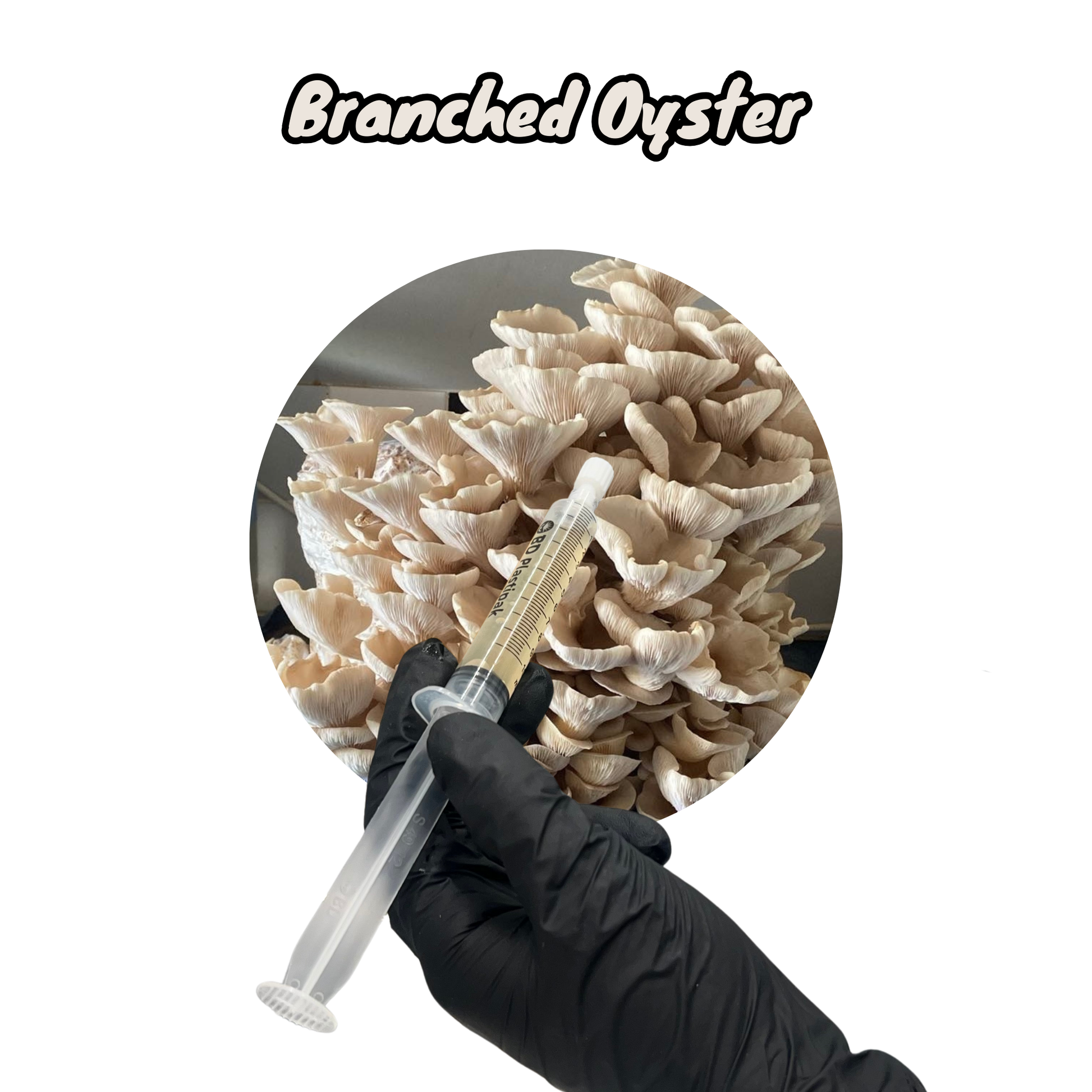 branched oyster (Pleurotus cornocopiae) liquid mycelium inside a 10ml LC syringe