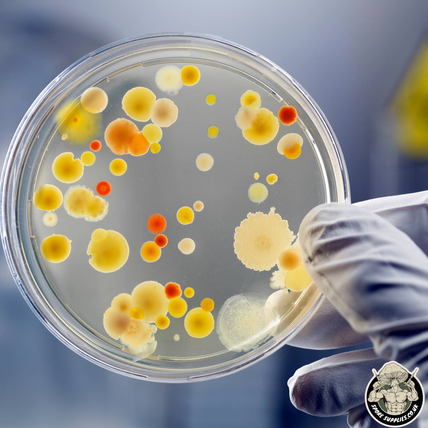 mushroom contamination inside a petri dish