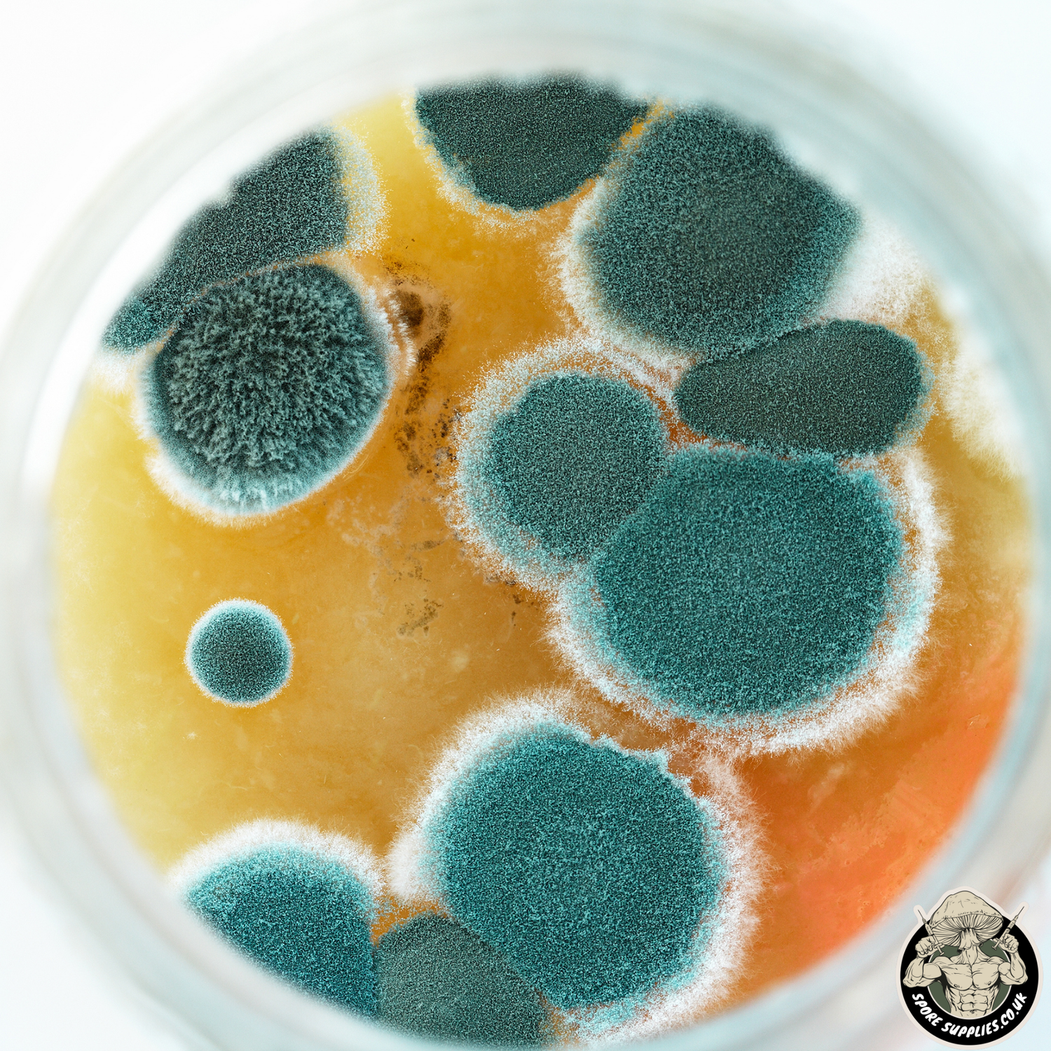 green trichoderma mould