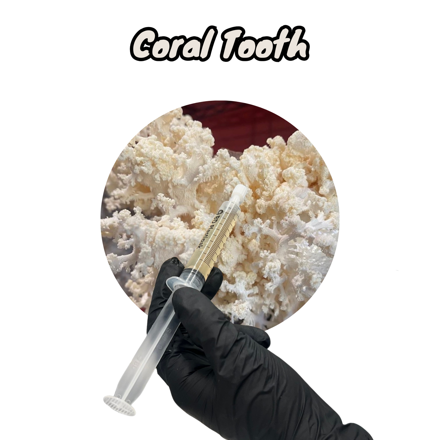 coral tooth (Hericium coralloides) liquid mycelium inside a 10ml LC syringe