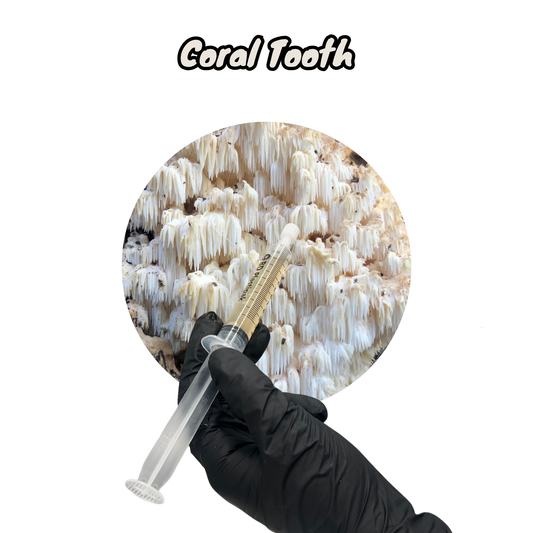 coral tooth UK native mushroom liquid culture in a 10ml syringe