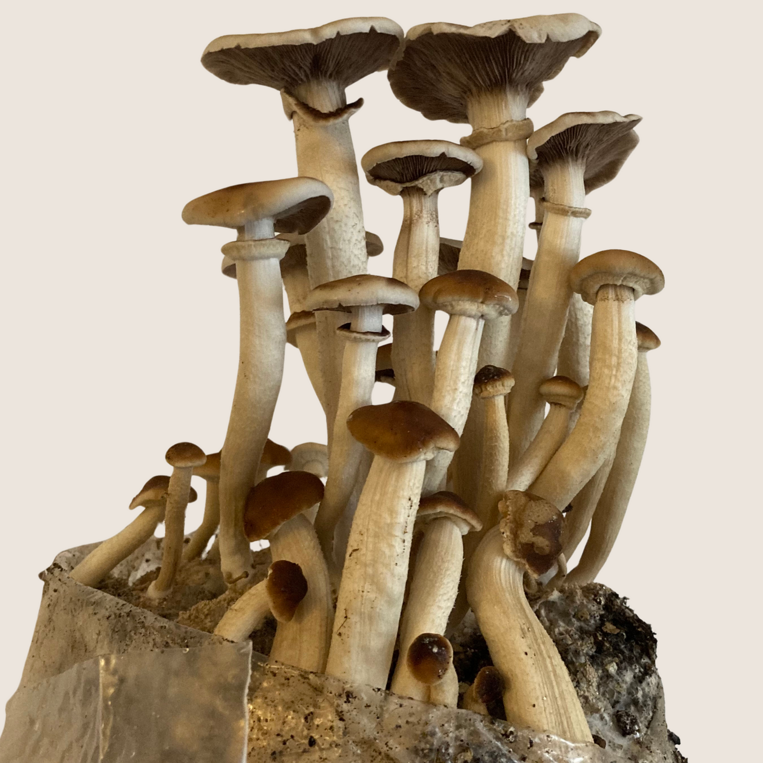 pioppino mushrooms fruiting from an all in one mushroom grow kit 