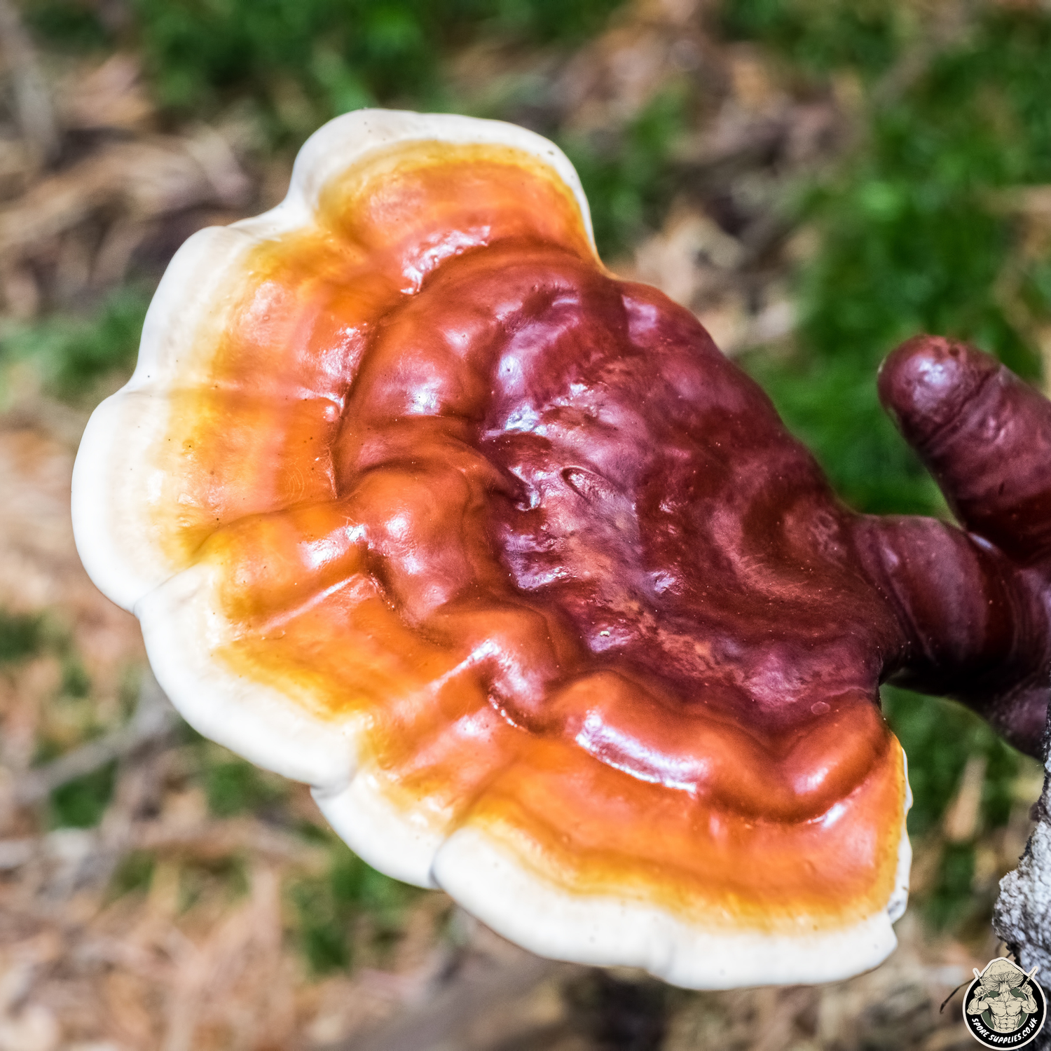 image of reishi mushroom growing in the wild