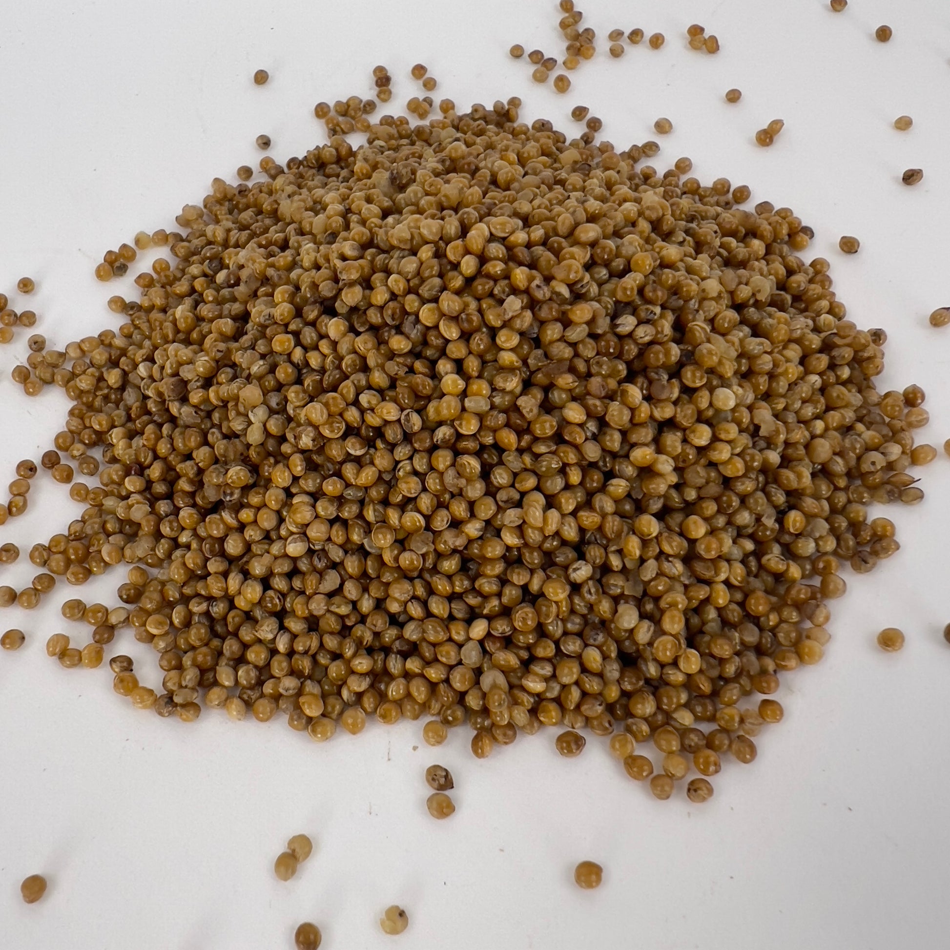 a pile of sterile millet grain for mushroom growing