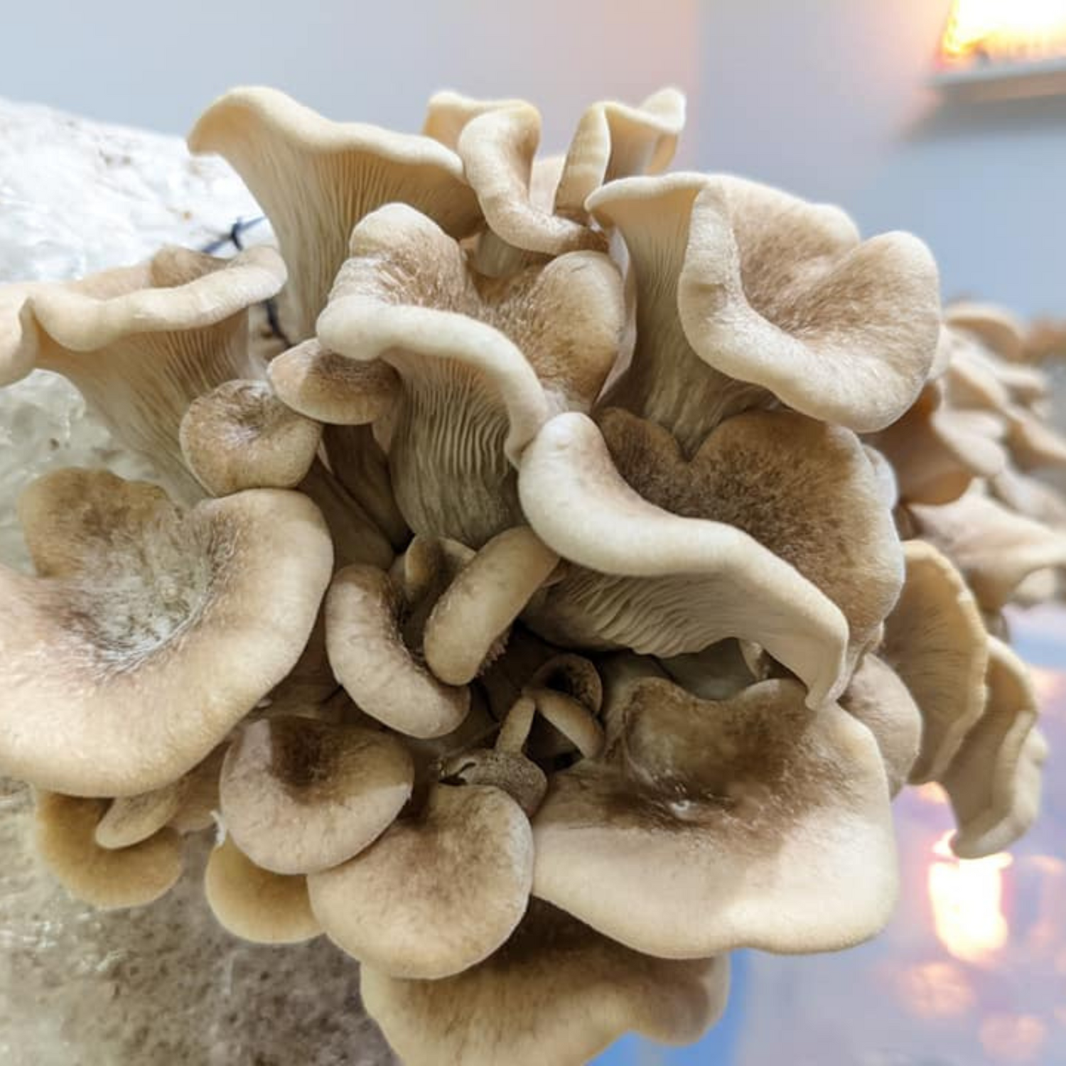 image of tarragon oyster mushrooms growing on a fruiting block