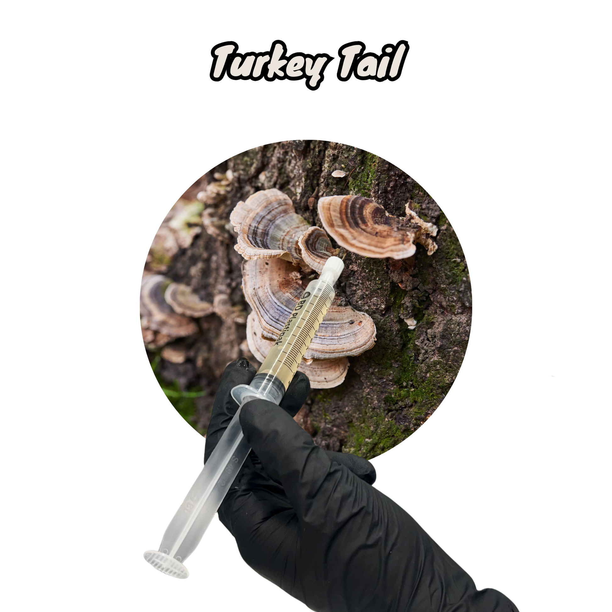 turkey tail UK native mushroom liquid culture in a 10ml syringe