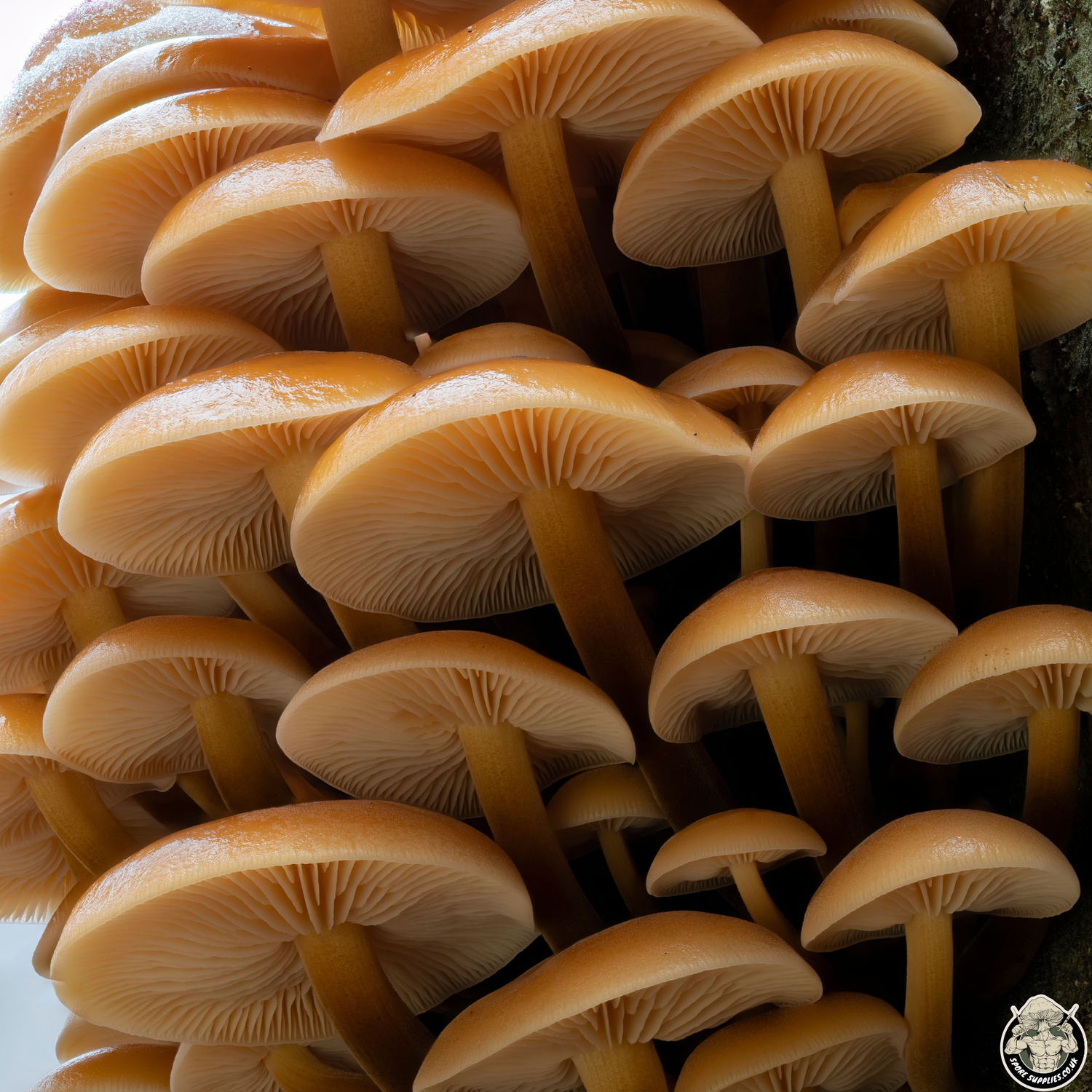 close up image of velvet shank mushrooms growing on a tree