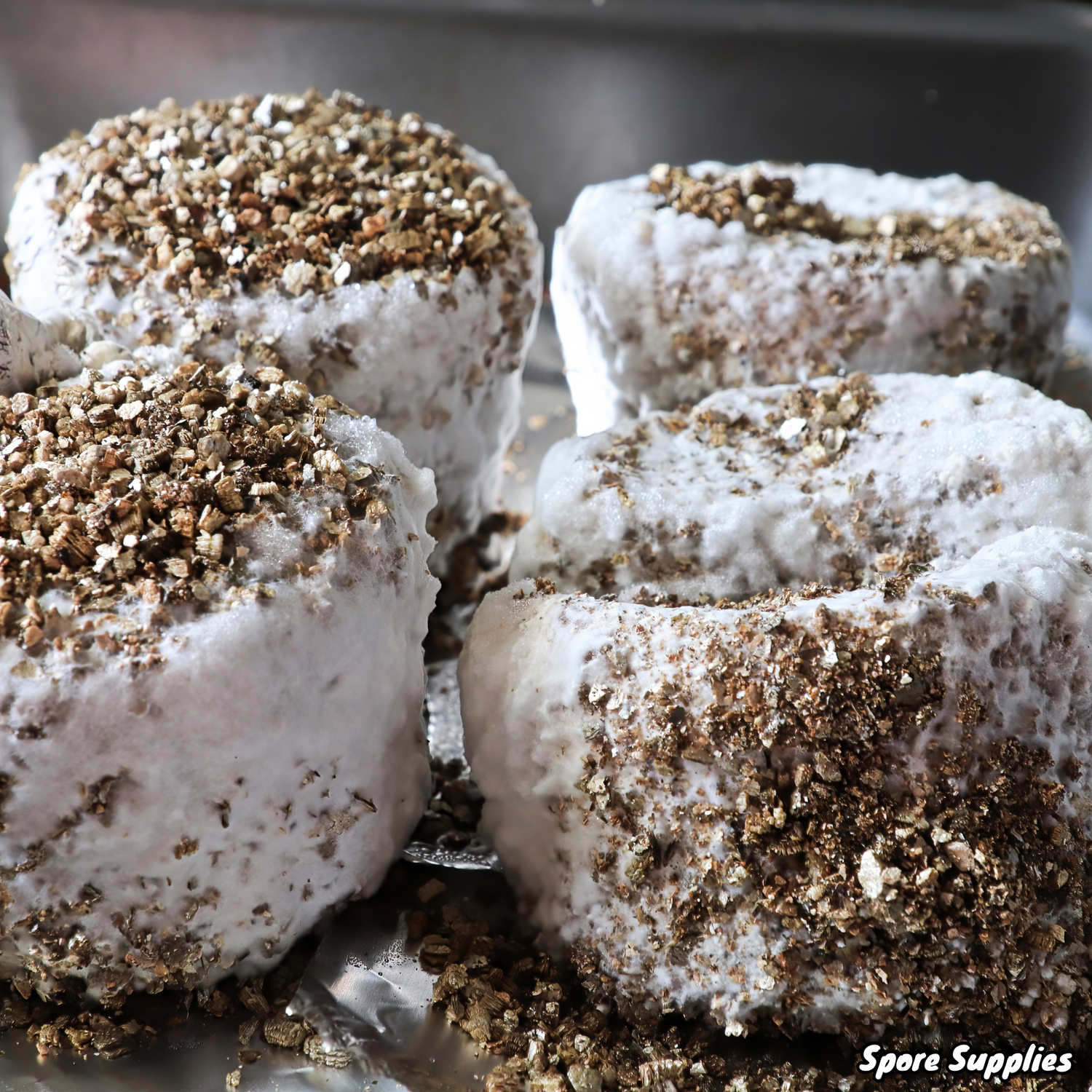 colonised mushroom grain spawn spore supplies