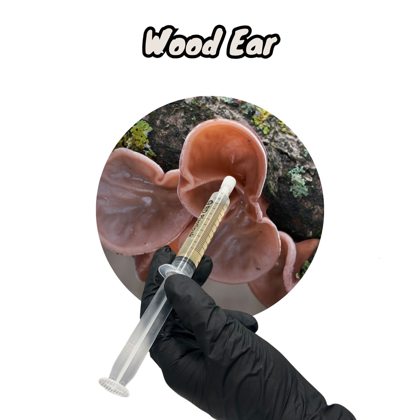 Wood Ear (Auricularia auricula-judae) - 10ml UK Native Liquid Culture