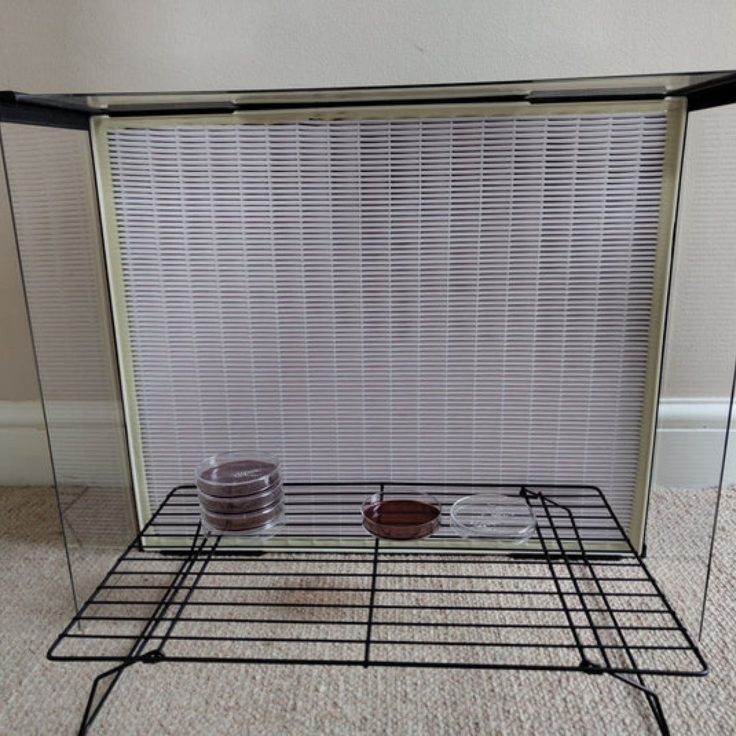 xl laminar flow hood by funguy equipment with working rack and agar plates